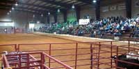 Rodeo stands full viewed from behind starting gates
